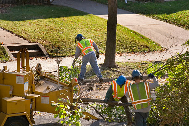 Trusted New Port Richey East, FL Tree Removal and Landscaping Services Experts